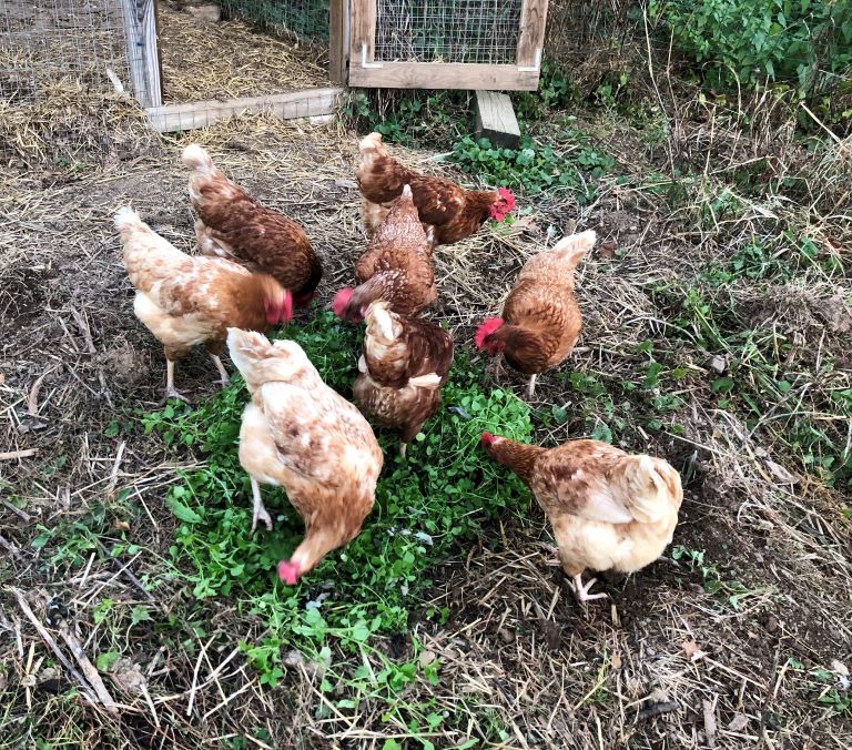 Hens with Chickweed