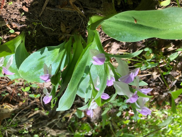 Showy orchid